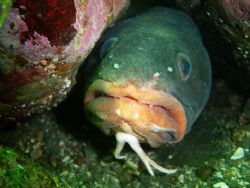 What you looking at? congrio dorado from patagonian fjord... by David Thompson 